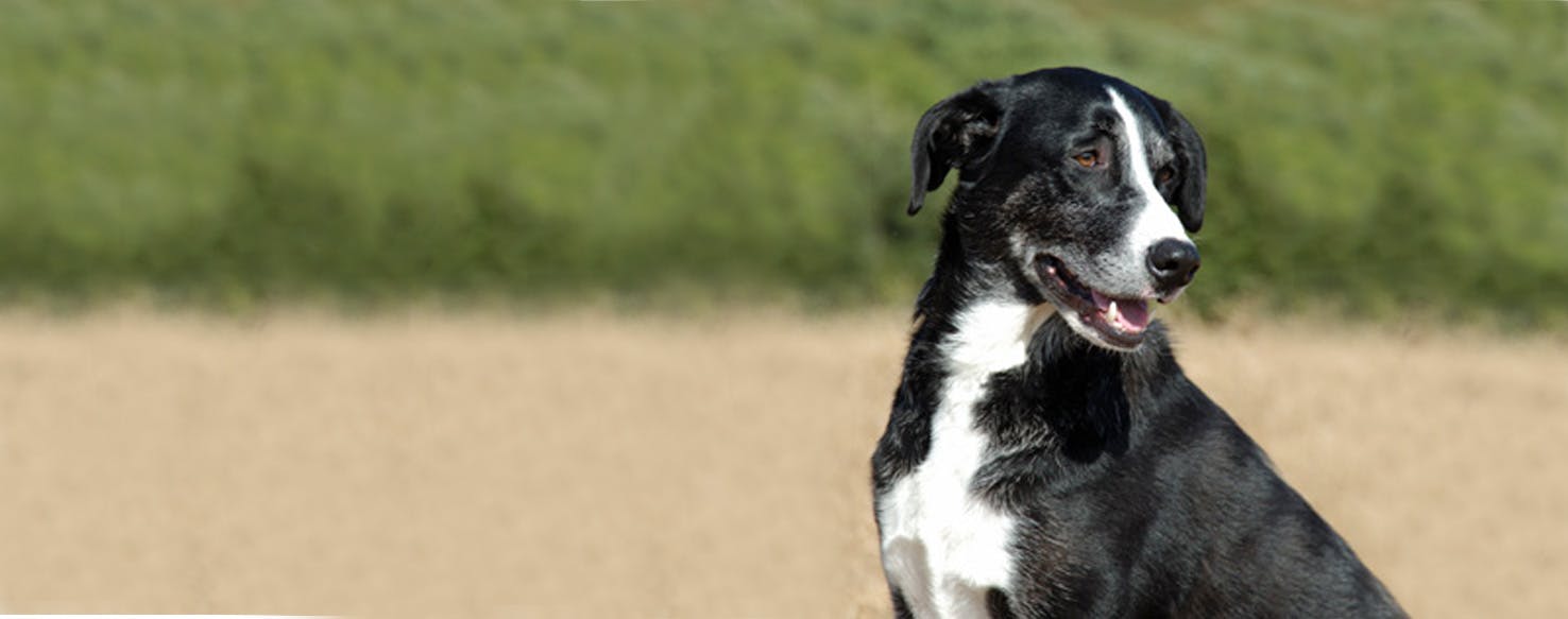 Mcnab Dog Breed Facts And Information Wag Dog Walking