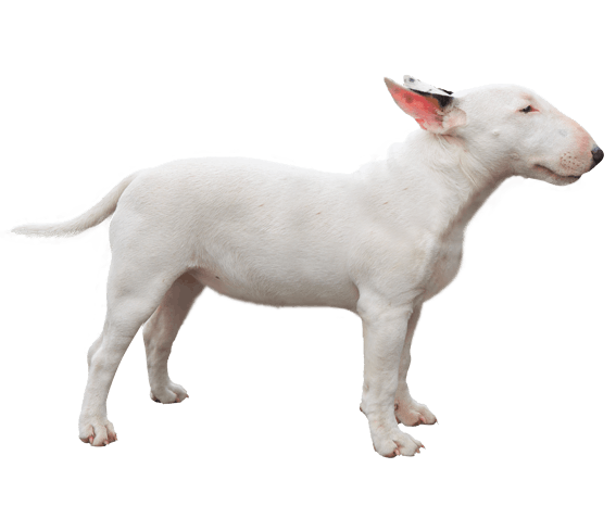 miniature bull terrier terrier breeds