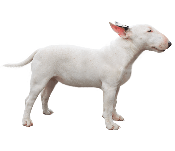 mini english bull terrier