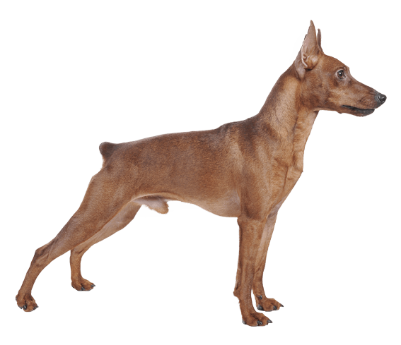 Teacup miniature pinscher for clearance