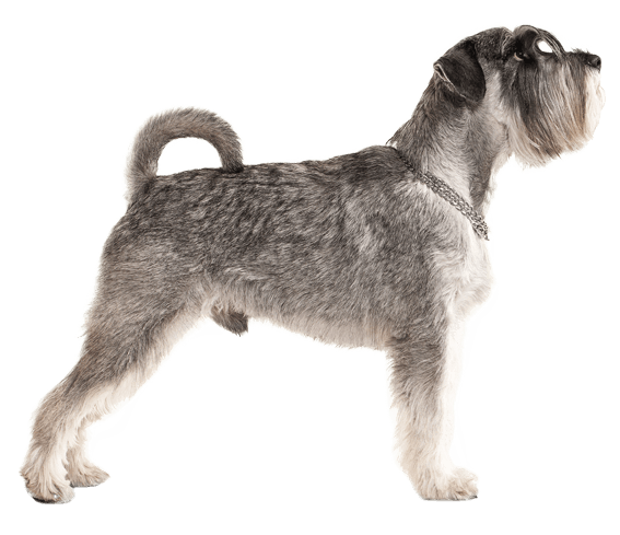digital pets - Buy digital pets at Best Price in Malaysia