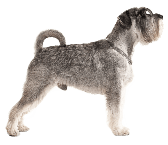 One top small schnauzer