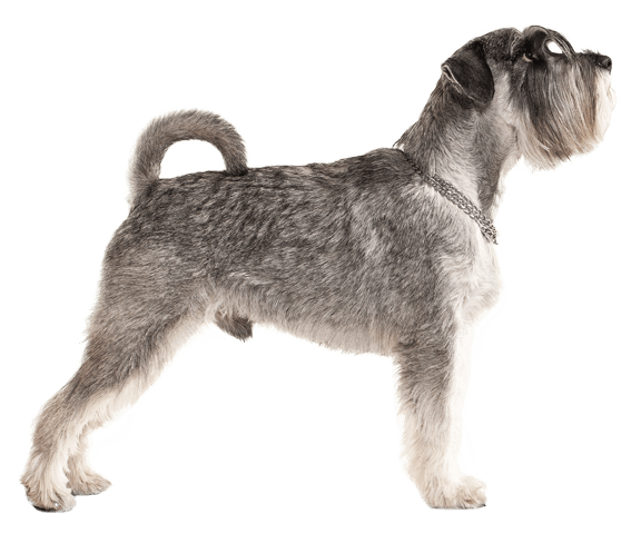 How Many Puppies Does a Miniature Schnauzer Have?