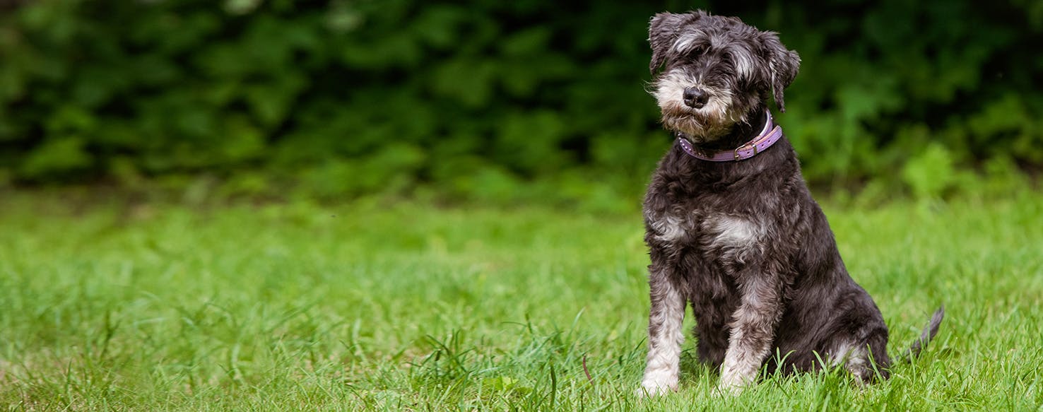 Pet of the week: The miniature schnauzer, The Independent