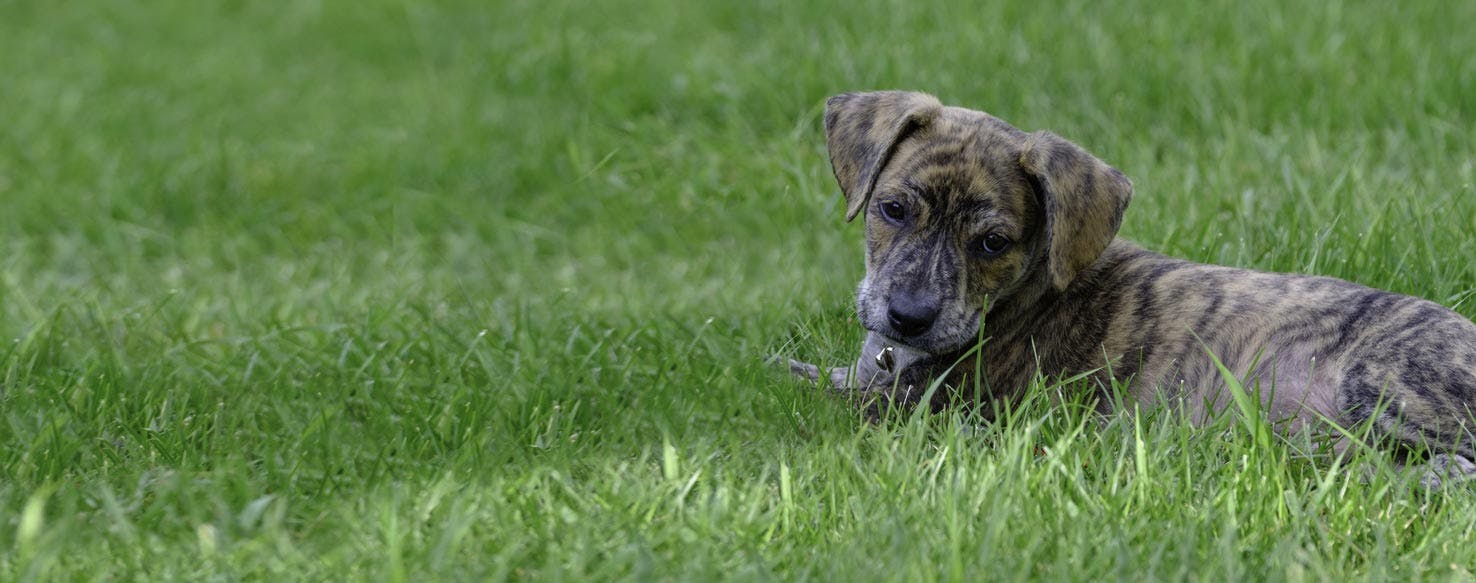 Mountain Cur Dog Breed Facts And Information Wag Dog Walking