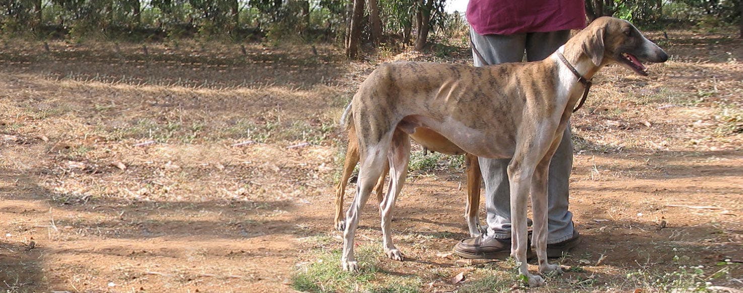 Mudhol Hound Dog Breed Facts And Information Wag Dog Walking