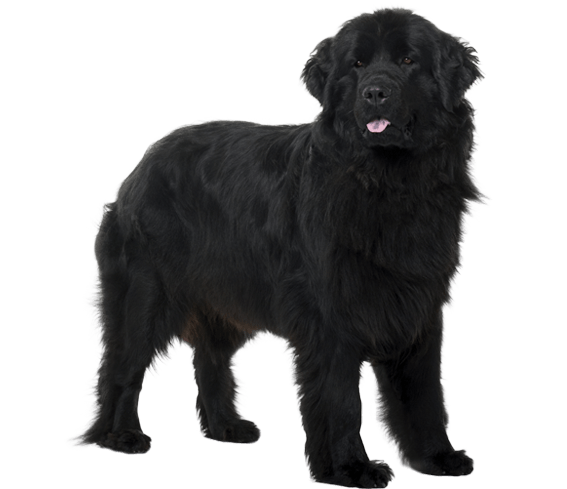 are newfoundlands good hiking dogs
