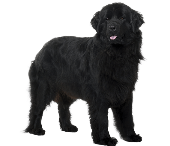 Newfoundland dog average store size