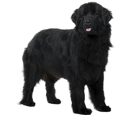 Newfoundland dog online average size