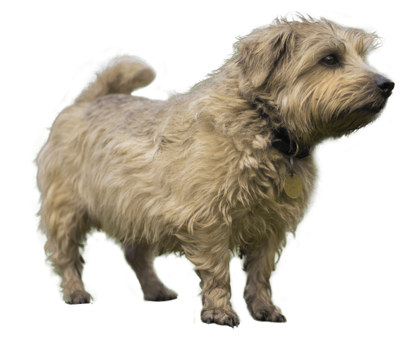 Norfolk Terrier Dog Breed Facts And Information Wag Dog Walking