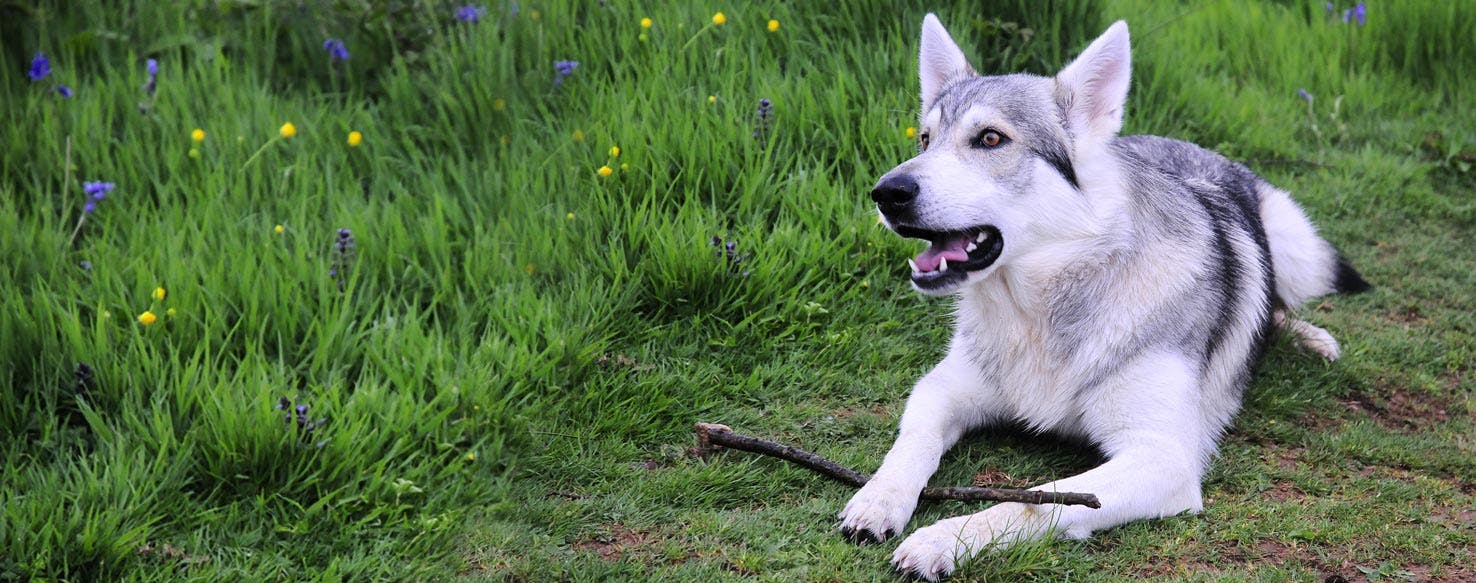 Northern Inuit Dog Breed Facts And Information Wag Dog Walking