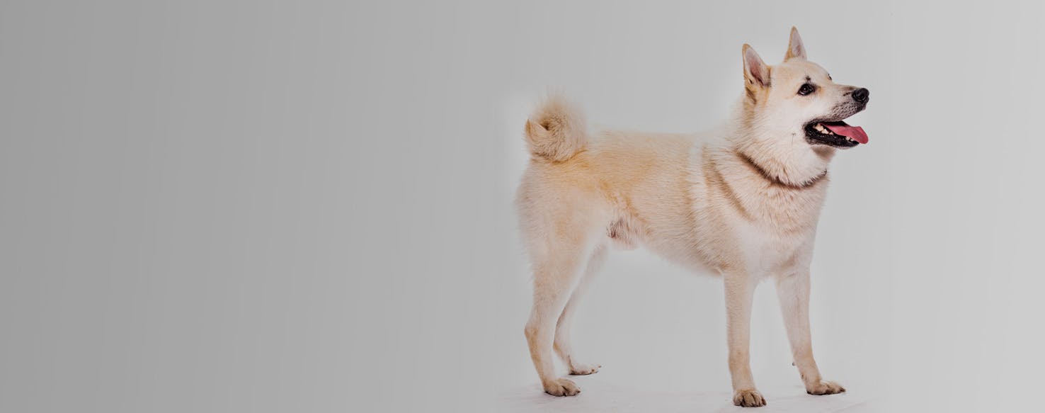 Norwegian Buhund Dog Breed Facts And Information Wag Dog Walking