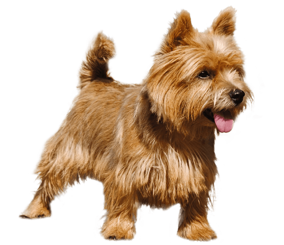 how much does a norwich terrier puppy cost
