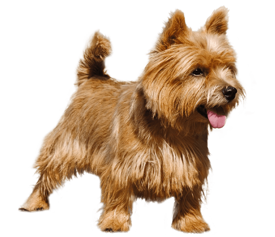 Norwich Terrier Dog Breed Facts and Information Wag Dog Walking