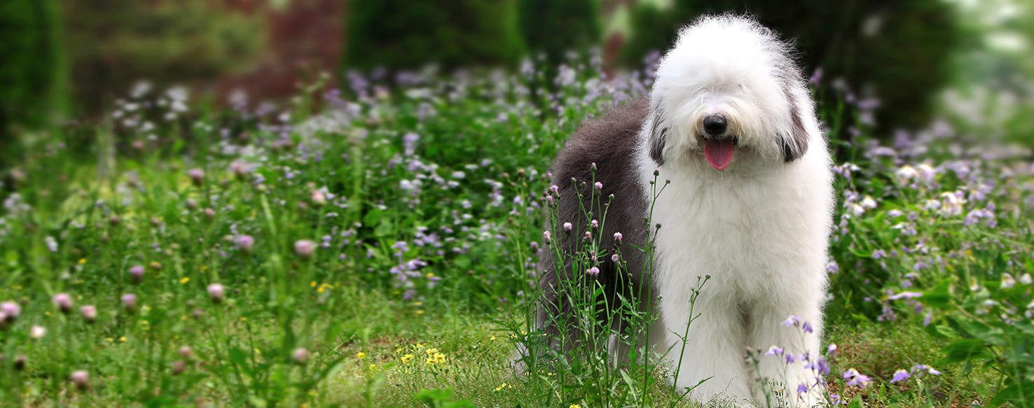 old english sheep dog with pommie