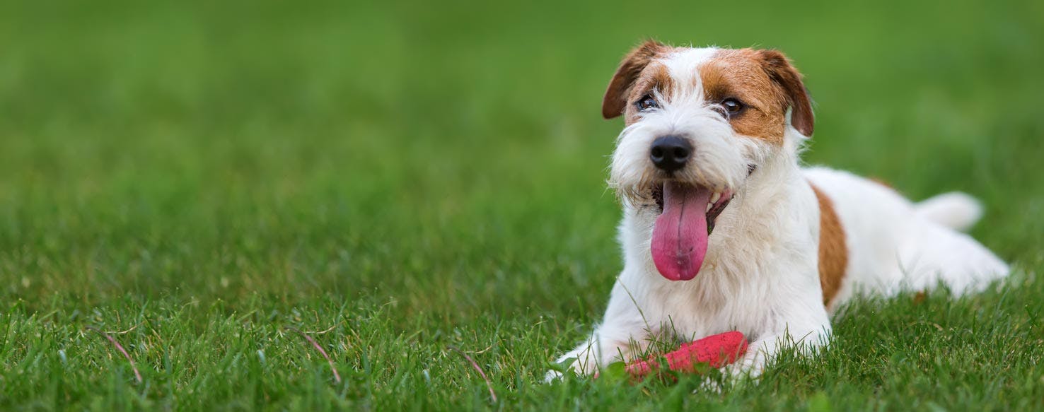 Parson Russell Terrier | Dog Breed Facts and Information - Wag! Dog Walking
