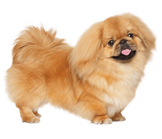 types of pekingese dogs