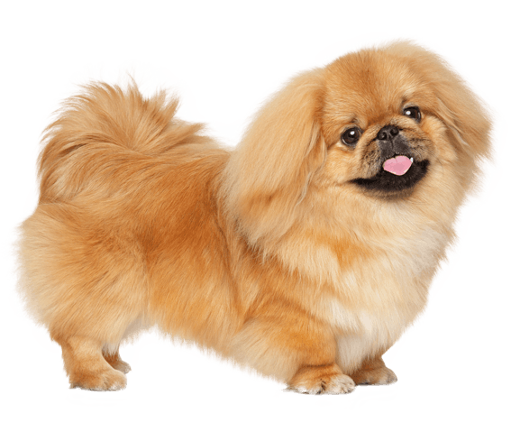 Pekingese dog online