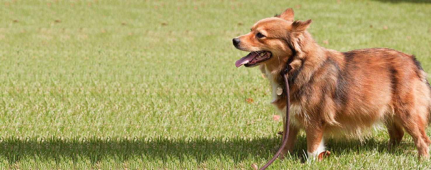 Stige øge råb op Pembroke Sheltie | Dog Breed Facts and Information - Wag! Dog Walking