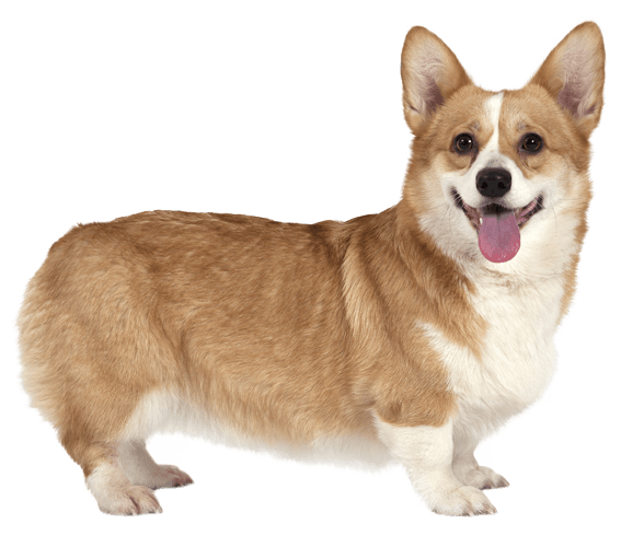 Learn About The Cardigan Welsh Corgi Dog Breed From A Trusted