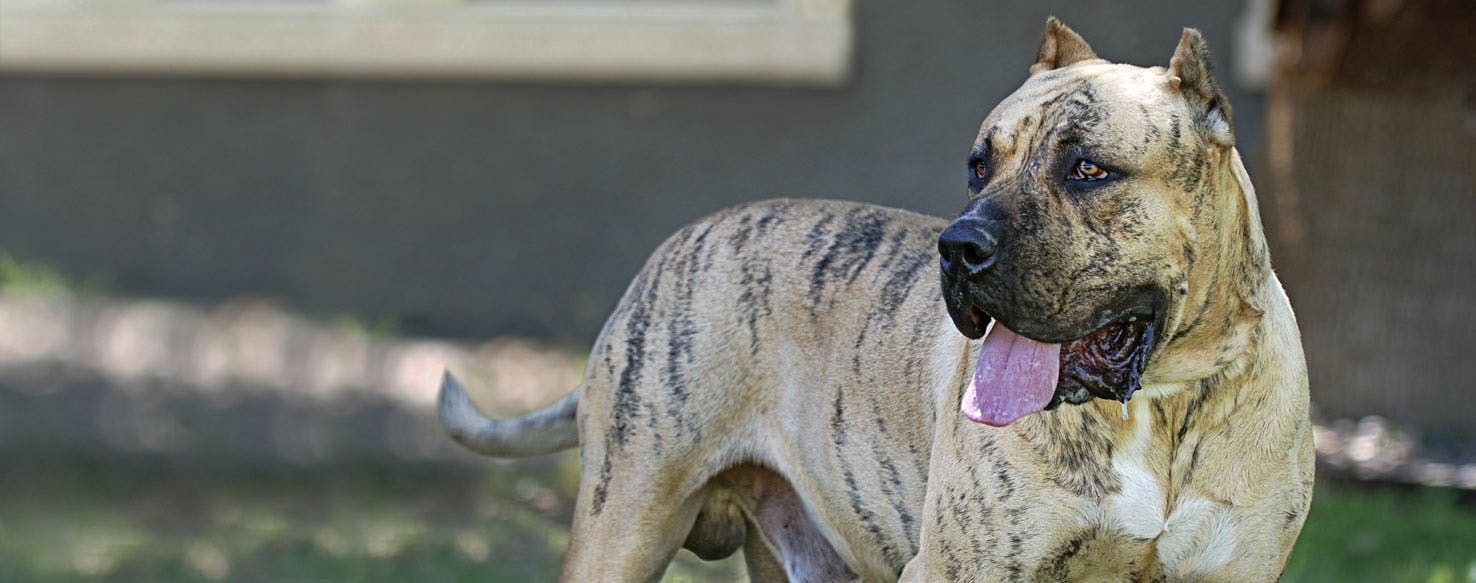 Perro De Presa Canario Dog Breed Facts And Information Wag Dog Walking