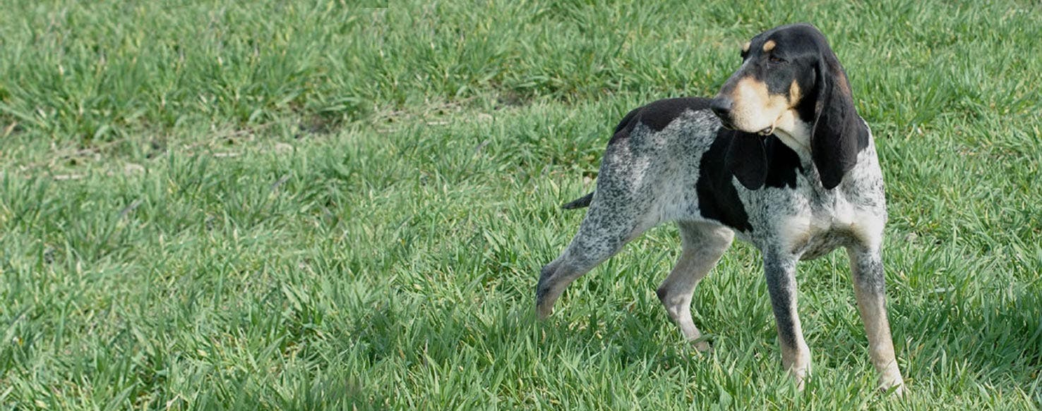 Petit Bleu De Gascogne Dog Breed Facts And Information Wag Dog Walking