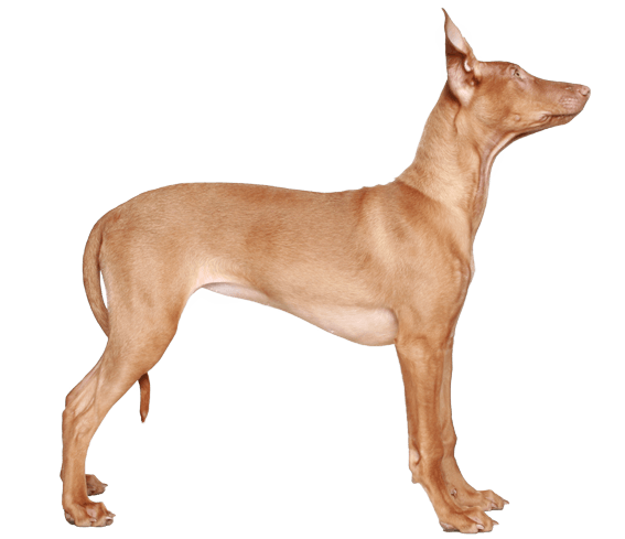 ferro hound dog