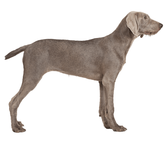 Pointer breeds deals list