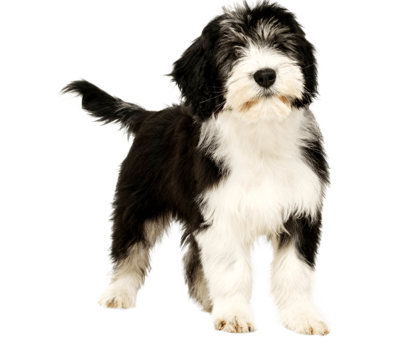 polish lowland sheepdog puppies price