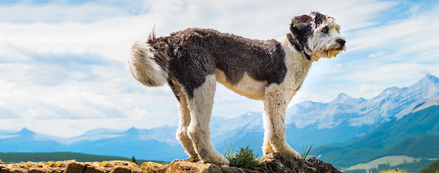 Polish Lowland Sheepdog Dog Breed Facts And Information Wag Dog Walking