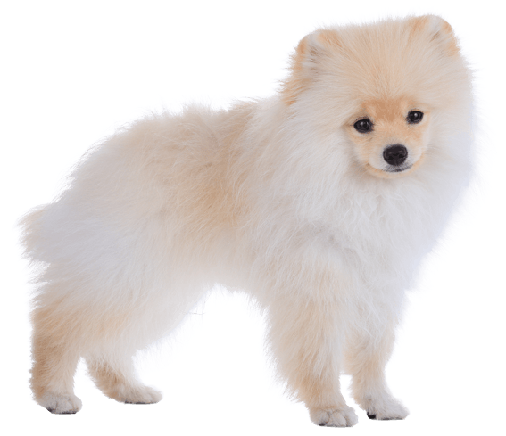 where do pomeranians like to be petted