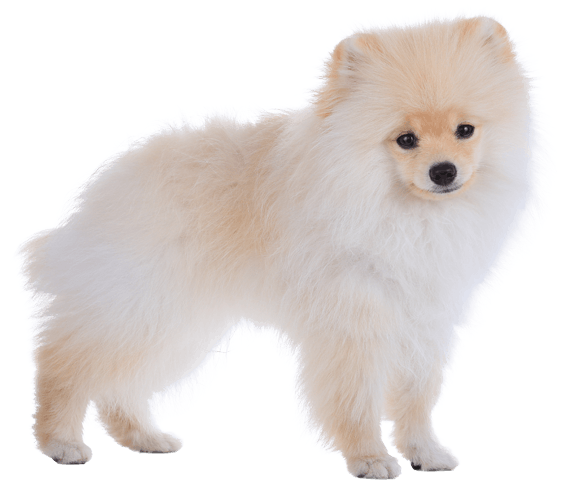 Pomeranian Dog Breed Facts And Information Wag Dog Walking Pomeranian Dog Breed Facts And Information Wag Dog Walking