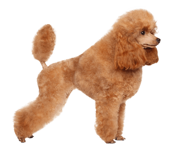 are poodles easy to take care kf