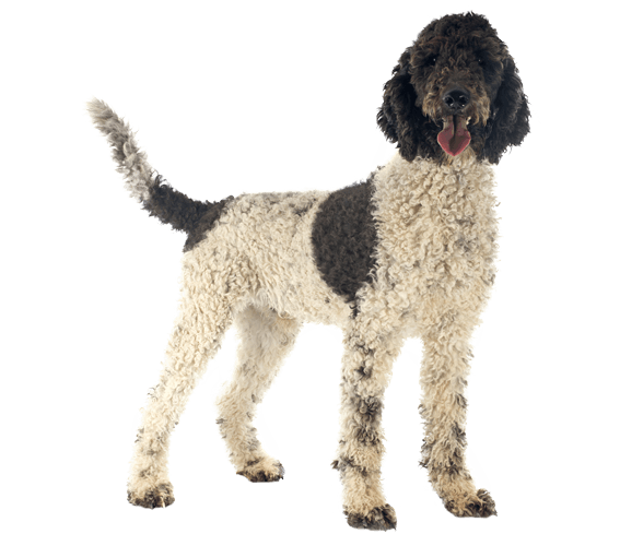 how much portuguese water dog