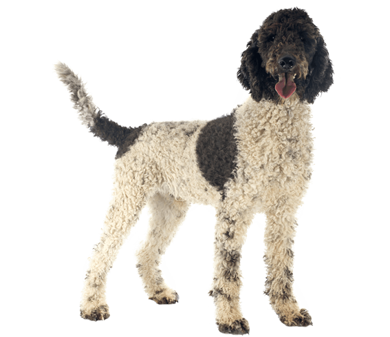 Water dog breeds list hotsell