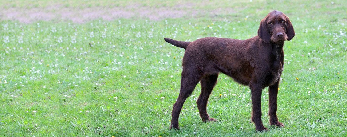 english pointer poodle mix