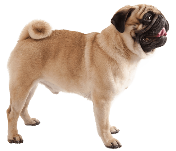 are pugs okay to be left alone during the day