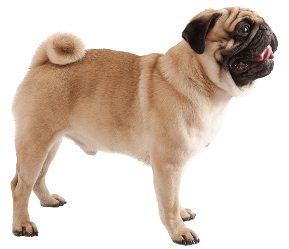 Pug | Dog Breed Facts And Information - Wag! Dog Walking
