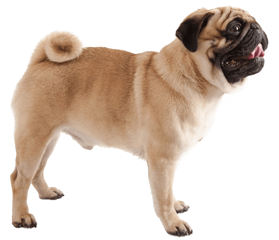 How often do top pugs go into heat