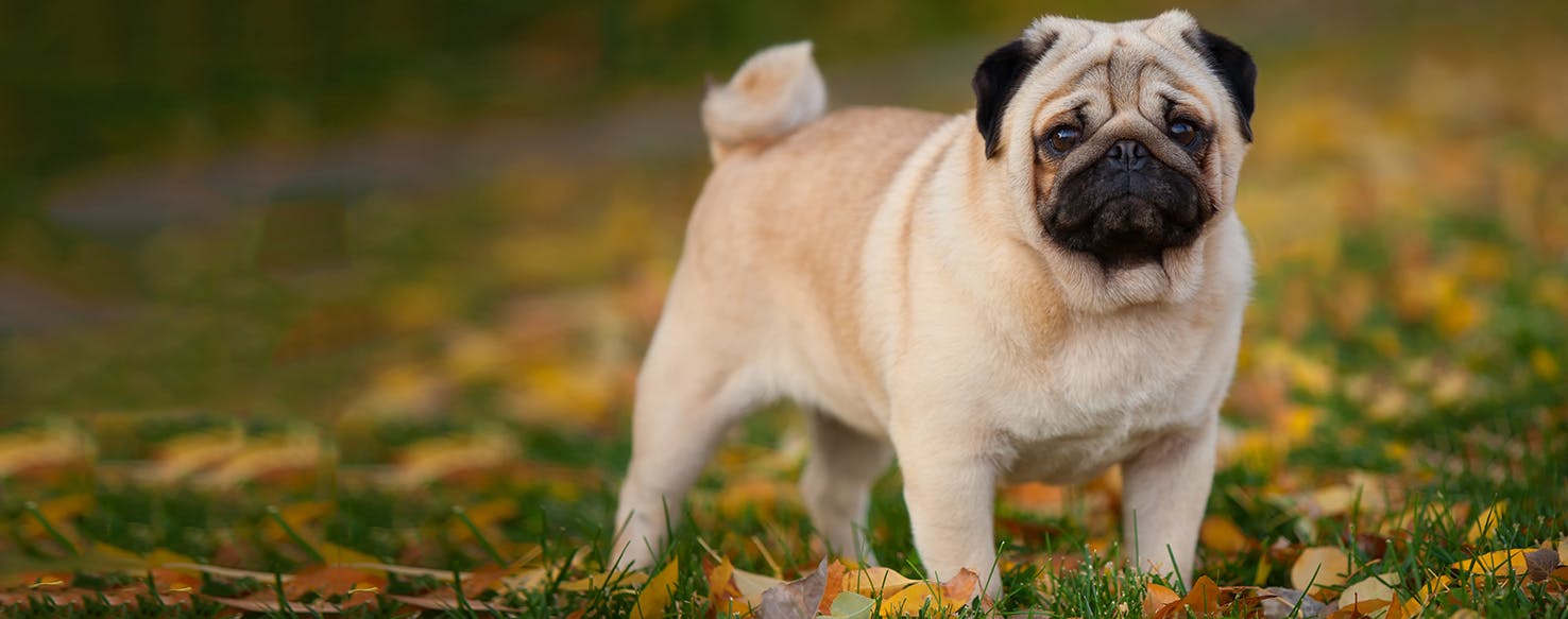 Pug | Dog Breed Facts and Information - Wag! Dog Walking