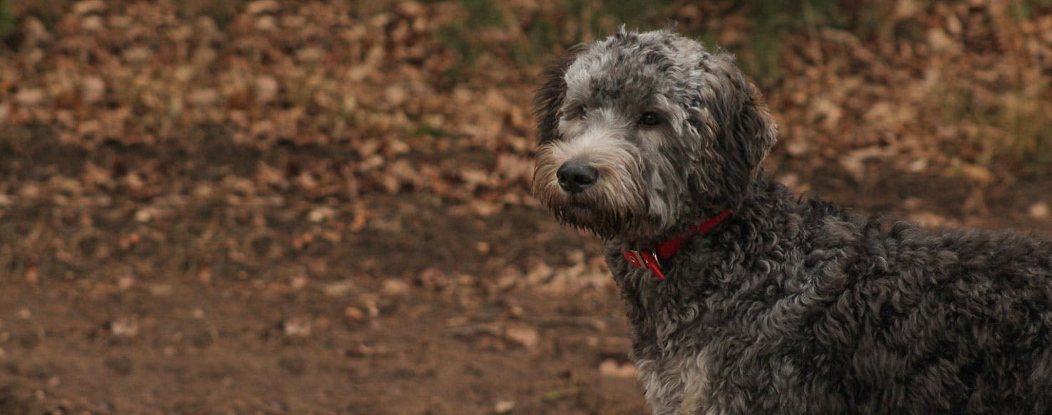 Pumi | Dog Breed Facts and Information - Wag! Dog Walking