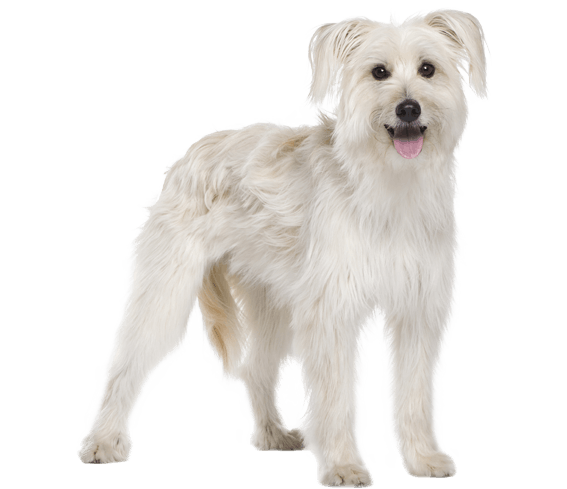 how often should you walk your pyrenean sheepdog puppy