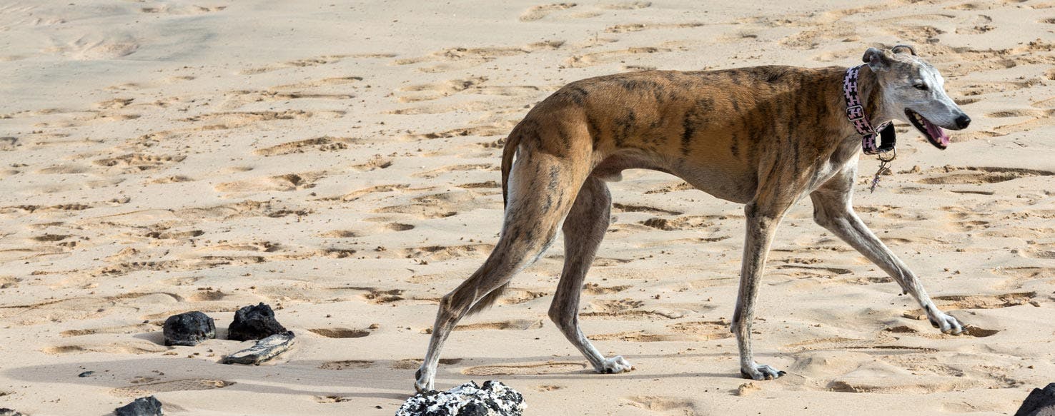 Rampur Greyhound Dog Breed Facts And Information Wag Dog Walking