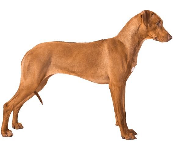 show me a rhodesian ridgeback dog