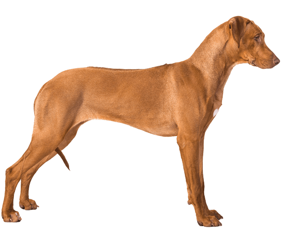 Rhodesian ridgeback top and cats
