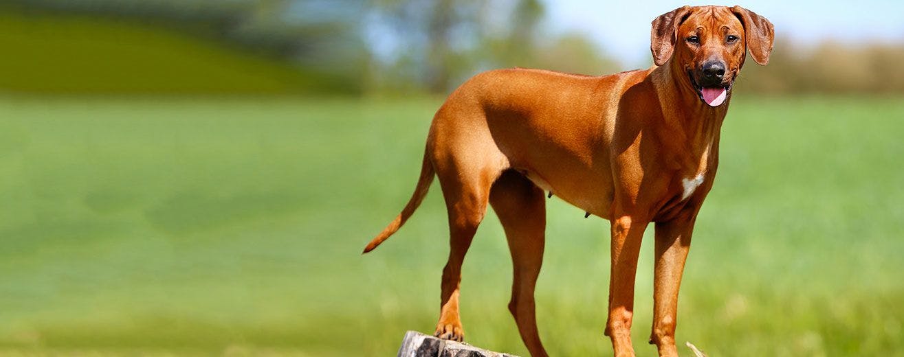 Ridgeback | Dog Breed Facts Wag! Dog Walking