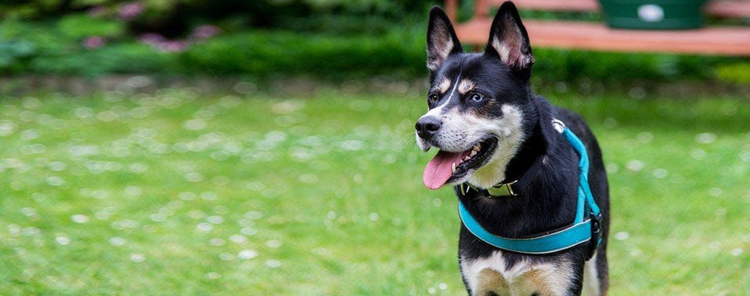 Rottsky Dog Breed Facts And Information Wag Dog Walking