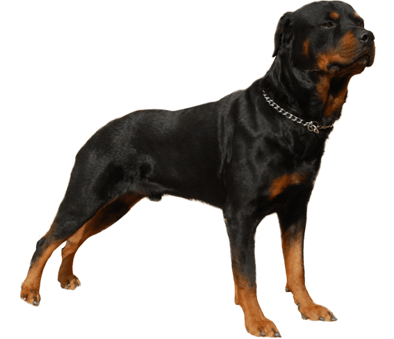 are rottweilers illegal in kuwait