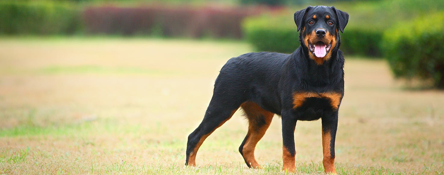 are rottweilers hyper