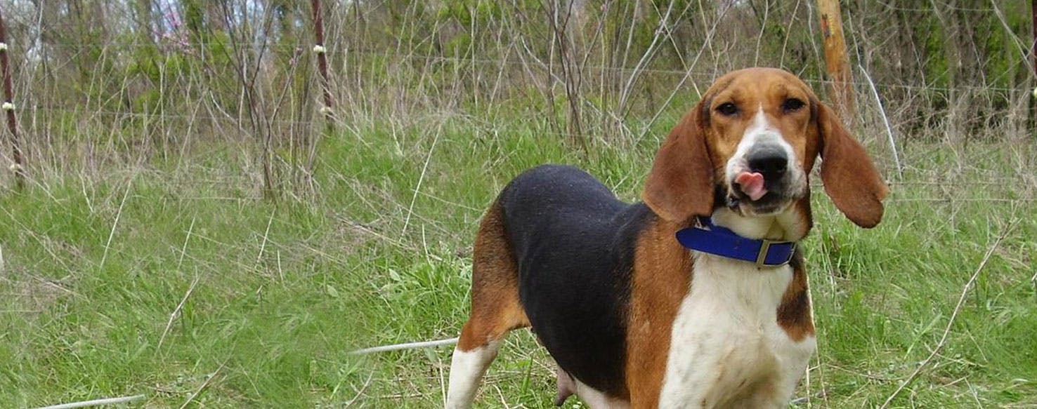 Running Walker Foxhound Dog Breed Facts And Information Wag Dog Walking
